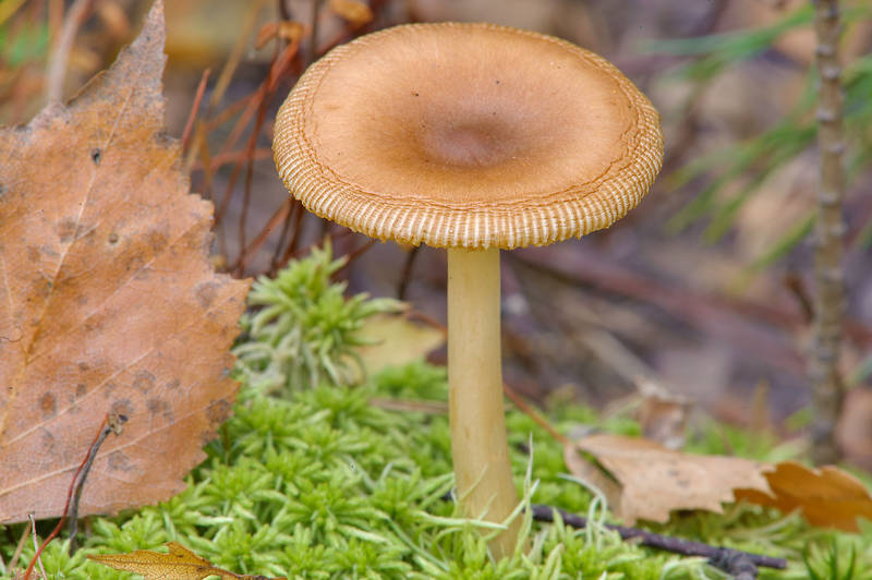 Tawny grisette mushroom (<B>Amanita fulva</B>, Russian name Poplavok) in moss in swampy area of Sosnovka Park. Saint Petersburg, Russia, <A HREF="../date-en/2013-09-15.htm">September 15, 2013</A>