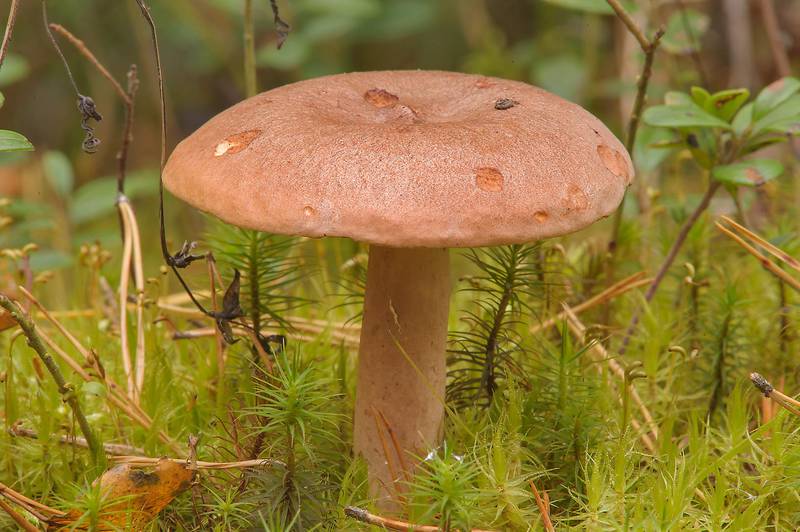 Milkcap mushrooms (Lactarius rufus, Russian name Gorkushka) near Boloto Lammin-Suo swamp reserve. Saint Petersburg, Russia, September 16, 2013