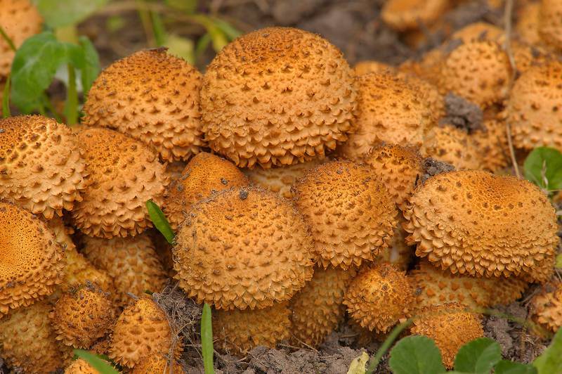 Shaggy Scalycap mushrooms (<B>Pholiota squarrosa</B>, Russian name Cheshuychatka) growing at a base of a tree in Botanic Gardens of Komarov Botanical Institute. Saint Petersburg, Russia, <A HREF="../date-ru/2013-09-18.htm">September 18, 2013</A>