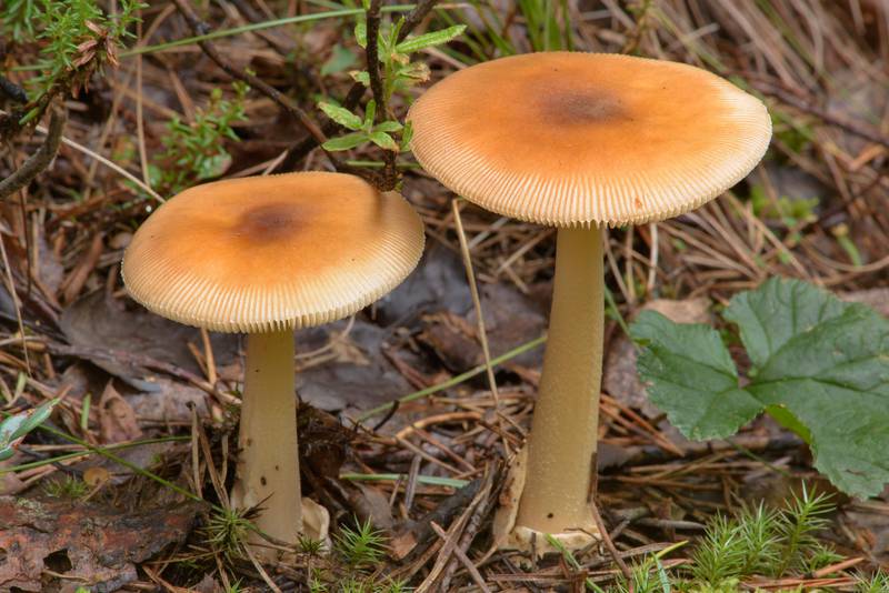 Tawny grisette mushrooms (Amanita fulva, Russian name Poplavok) in Sosnovka Park. Saint Petersburg, Russia, July 18, 2016