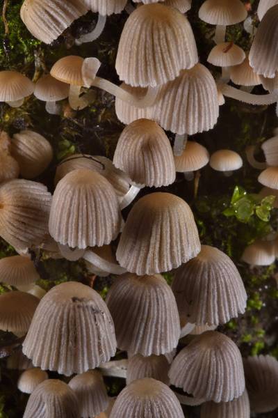 Fairy inkcap (Coprinellus disseminatus, Coprinus disseminatus) mushrooms in Sosnovka Park. Saint Petersburg, Russia, July 29, 2016