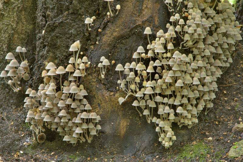 Masses of fairy inkcap mushrooms (Coprinellus disseminatus, Coprinus disseminatus) on a tree base in Lisiy Nos, 5 miles west from Saint Petersburg. Russia, August 5, 2016