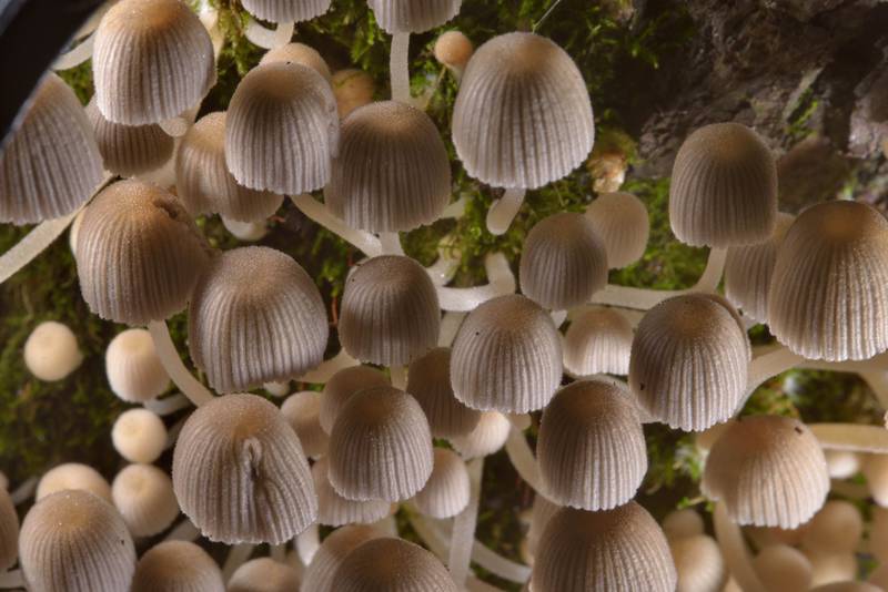 Close up of fairy inkcap mushrooms (Coprinellus disseminatus, Coprinus disseminatus) in Lisiy Nos, 5 miles west from Saint Petersburg. Russia, August 5, 2016