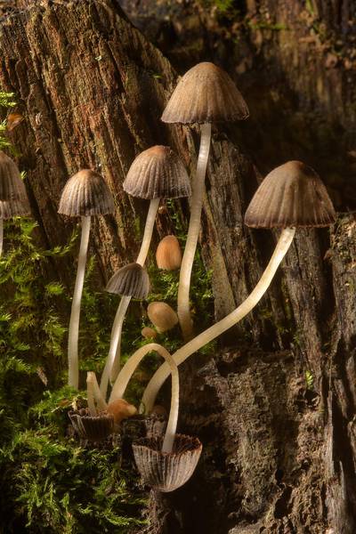 Decaying fairy inkcap mushrooms (Coprinellus disseminatus, Coprinus disseminatus)(?) on rotten wood in Lisiy Nos, 5 miles west from Saint Petersburg. Russia, August 5, 2016