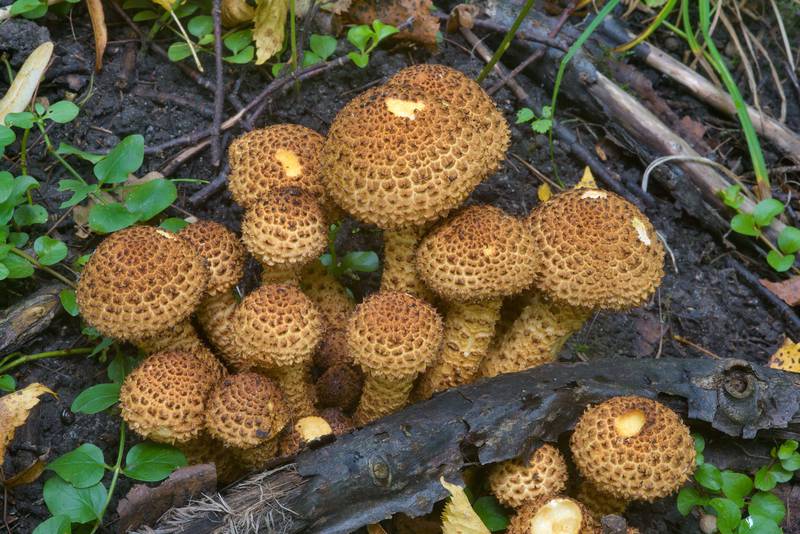 Shaggy Scalycap mushrooms (<B>Pholiota squarrosa</B>) in Pavlovsk Park. Pavlovsk, suburb of Saint Petersburg, Russia, <A HREF="../date-ru/2016-09-15.htm">September 15, 2016</A>