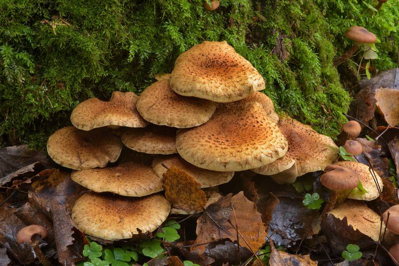 Shaggy Scalycap mushrooms (Pholiota squarrosa, Russian name Cheshuychatka) in Posiolok near Vyritsa, south from Saint Petersburg, Russia, October 16, 2016