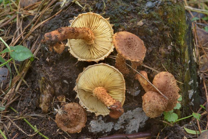 Partially frozen shaggy scalycap mushrooms (<B>Pholiota squarrosa</B>, Russian name Cheshuychatka) in Sosnovka Park. Saint Petersburg, Russia, <A HREF="../date-ru/2016-11-23.htm">November 23, 2016</A>