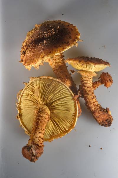 Shaggy scalycap mushrooms (<B>Pholiota squarrosa</B>, Russian name Cheshuychatka) taken from Sosnovka Park. Saint Petersburg, Russia, <A HREF="../date-en/2016-11-23.htm">November 23, 2016</A>