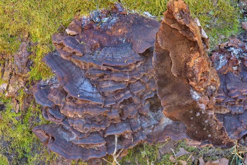 Old caps of resinous polypore mushrooms (Ischnoderma resinosum)(?) on an oak stump in Dubki Park in Sestroretsk, west from Saint Petersburg. Russia, April 11, 2017