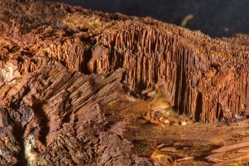 Close up of resinous polypore mushrooms (Ischnoderma resinosum)(?) taken from an oak stump in Dubki Park in Sestroretsk, west from Saint Petersburg. Russia, April 11, 2017