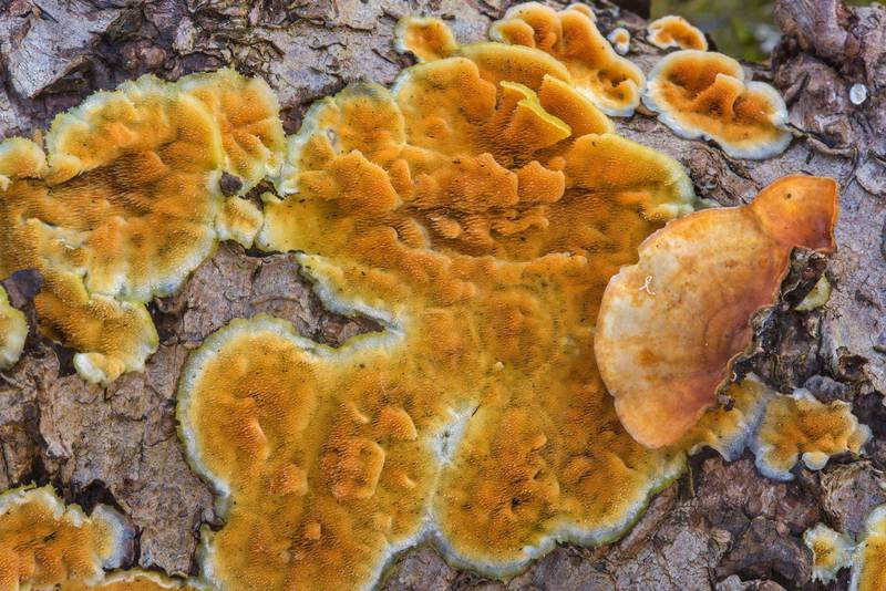 Ochre spreading tooth mushroom (<B>Steccherinum ochraceum</B>) on a tree branch near Lisiy Nos, west from Saint Petersburg. Russia, <A HREF="../date-en/2017-04-24.htm">April 24, 2017</A>