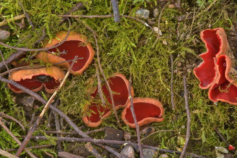 Saprobic fungus Sarcoscypha austriaca east from Kuzmolovo, near Saint Petersburg. Russia, April 25, 2017