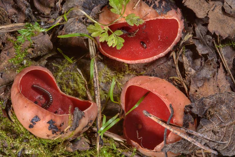 Saprobic mushrooms <B>Sarcoscypha austriaca</B> near Oselki on roadside near Kavgolovskoe Lake. North from Saint Petersburg, Russia, <A HREF="../date-ru/2017-05-03.htm">May 3, 2017</A>
