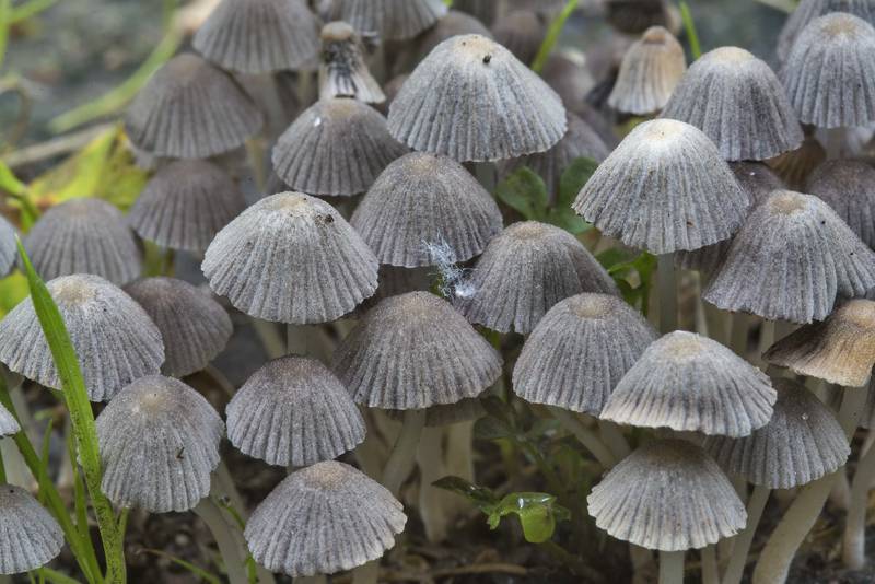 Fairy inkcap mushrooms (<B>Coprinellus disseminatus</B>) on a lawn in Sosnovka Park. Saint Petersburg, Russia, <A HREF="../date-en/2017-07-12.htm">July 12, 2017</A>