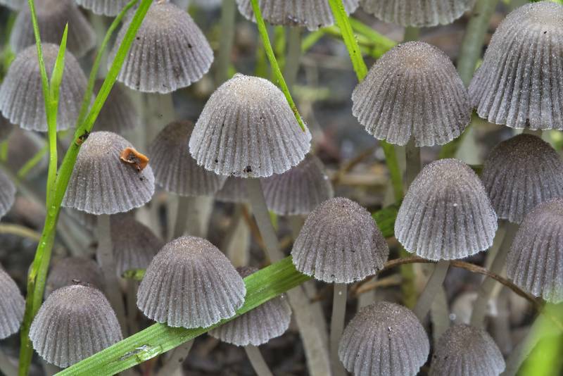 Caps of fairy inkcap mushrooms (Coprinellus disseminatus) on a lawn in Sosnovka Park. Saint Petersburg, Russia, July 12, 2017