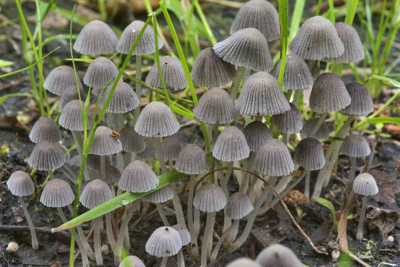 Cluster of fairy inkcap mushrooms (Coprinellus disseminatus) on a lawn in Sosnovka Park. Saint Petersburg, Russia, July 12, 2017