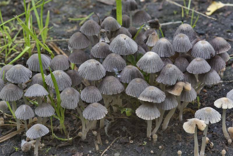 Masses of fairy inkcap mushrooms (Coprinellus disseminatus) on a lawn in Sosnovka Park. Saint Petersburg, Russia, July 12, 2017