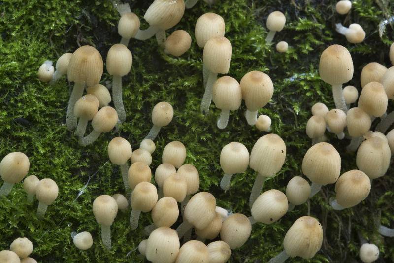 Young fairy inkcap mushrooms (<B>Coprinellus disseminatus</B>) in Sosnovka Park. Saint Petersburg, Russia, <A HREF="../date-en/2017-07-19.htm">July 19, 2017</A>
