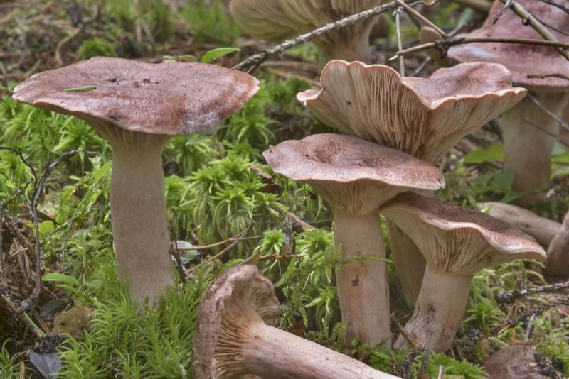 Rufous milkcap mushrooms (<B>Lactarius rufus</B>) near Kavgolovskoe Lake south from Oselki, 8 miles north from Saint Petersburg. Russia, <A HREF="../date-en/2017-07-25.htm">July 25, 2017</A>