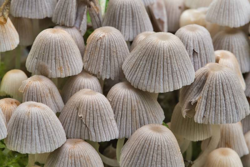 Fairy inkcap mushrooms (Coprinellus disseminatus) in Sosnovka Park. Saint Petersburg, Russia, July 30, 2017