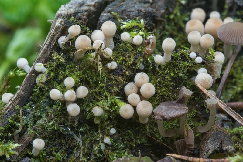 Young fairy inkcap mushrooms (Coprinellus disseminatus) near Dibuny, north-west from Saint Petersburg. Russia, August 6, 2017