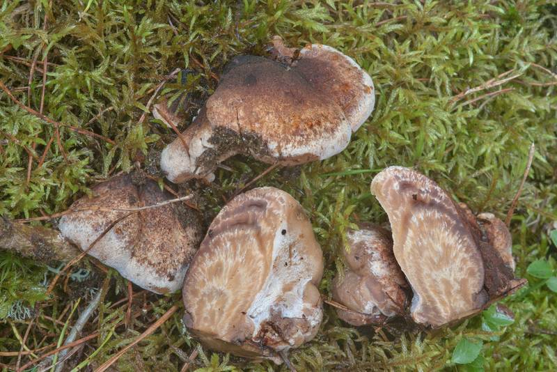 Resinous polypore mushrooms (<B>Ischnoderma resinosum</B>) on a mossy stump north from Lembolovo, 40 miles north from Saint Petersburg. Russia, <A HREF="../date-en/2017-09-09.htm">September 9, 2017</A>