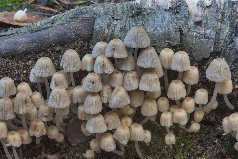 Fairy inkcap mushrooms (Coprinellus disseminatus) in Sosnovka Park. Saint Petersburg, Russia, September 16, 2017