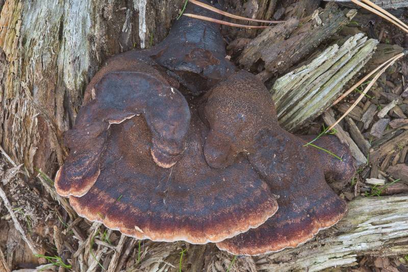 Resinous polypore mushrooms (<B>Ischnoderma resinosum</B>) on a pine stump near a train stop in Lembolovo, north from Saint Petersburg. Russia, <A HREF="../date-en/2017-09-20.htm">September 20, 2017</A>