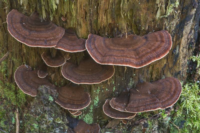 Resinous polypore mushrooms (Ischnoderma resinosum) on a spruce stump in area of Lisiy Nos - Olgino west from Saint Petersburg. Russia, September 21, 2017