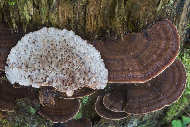 Caps of resinous polypore mushrooms (Ischnoderma resinosum) in area of Lisiy Nos - Olgino west from Saint Petersburg. Russia, September 21, 2017