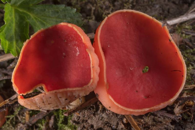 Ascomycete mushrooms <B>Sarcoscypha austriaca</B> on east side of sandpit near Kuzmolovo, north from Saint Petersburg. Russia, <A HREF="../date-en/2019-05-08.htm">May 8, 2019</A>