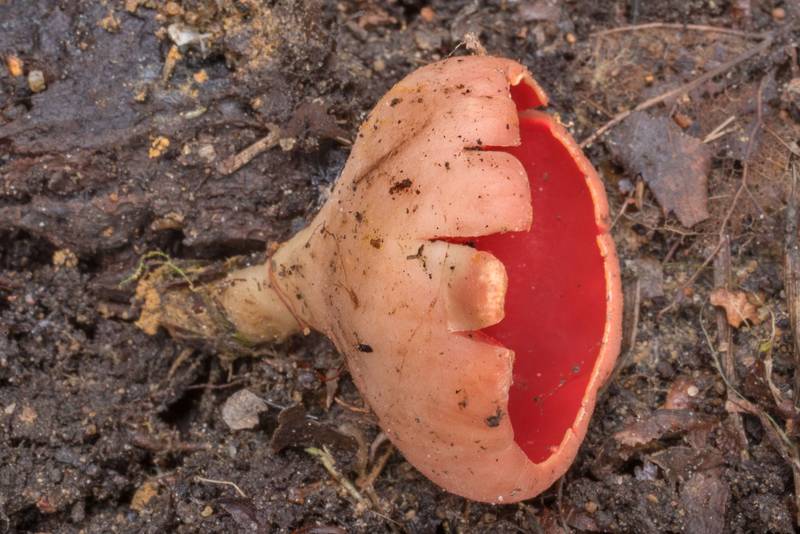 Scarlet elfcup mushroom (Sarcoscypha austriaca) on a road west from Kavgolovo Lake near Toksovo, north from Saint Petersburg. Russia, May 2, 2021