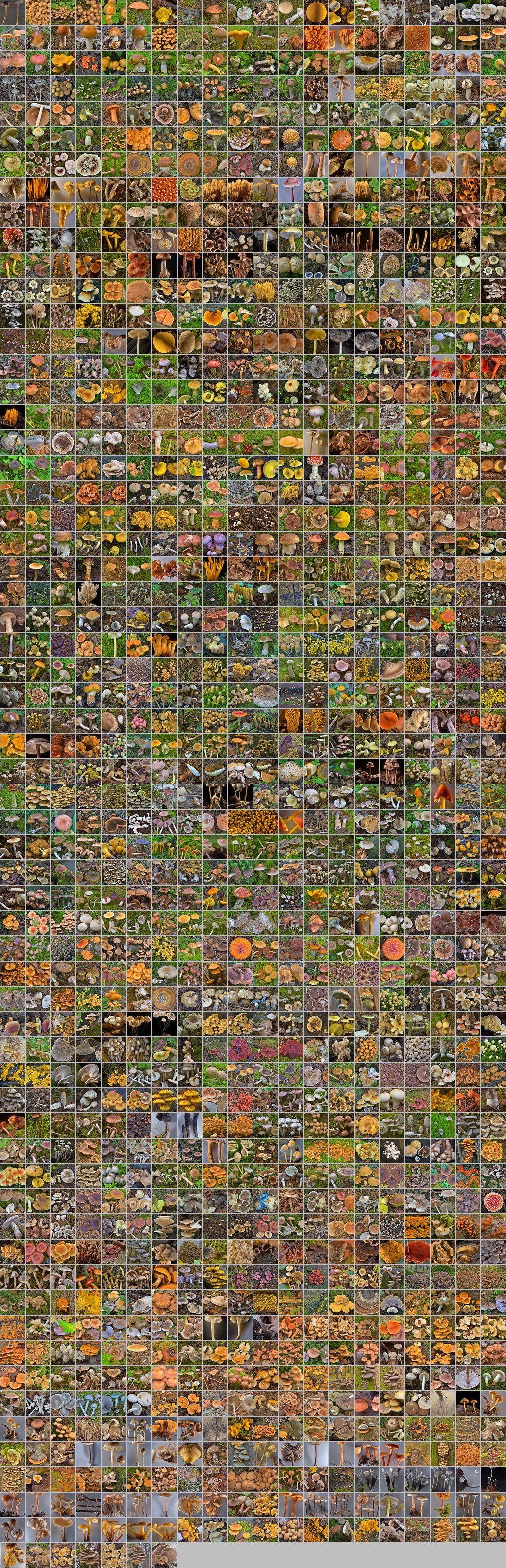 Photomontage of pictures of mushrooms in Russia. Year 2016