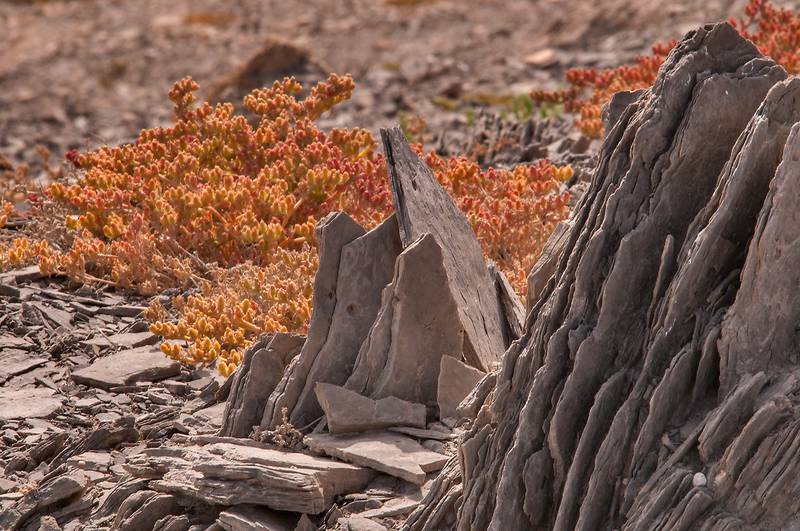 Mats of slenderleaf iceplant (Mesembryanthemum nodiflorum) among rocks on a hill north-west from oil tank installation in Haloul Island (Jazirat Halul). Qatar, April 19, 2013