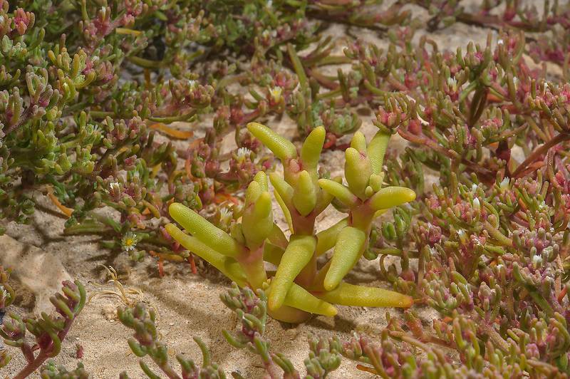 Mesembryanthemum cryptanthum growing among Mesembryanthemum nodiflorum on Purple Island (Jazirat Bin Ghanim). Al Khor, Qatar, March 7, 2014