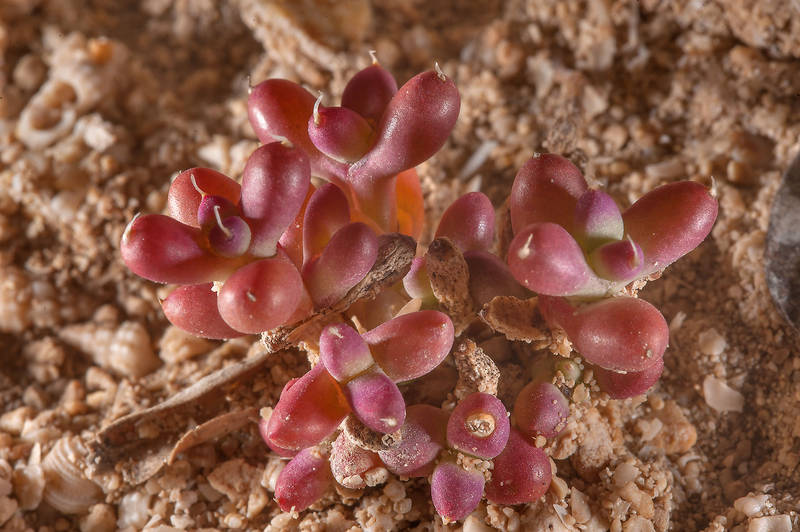 Small purplish plant of Anabasis setifera suffering under extreme desert conditions on Purple Island (Jazirat Bin Ghanim). Al Khor, Qatar, December 13, 2014
