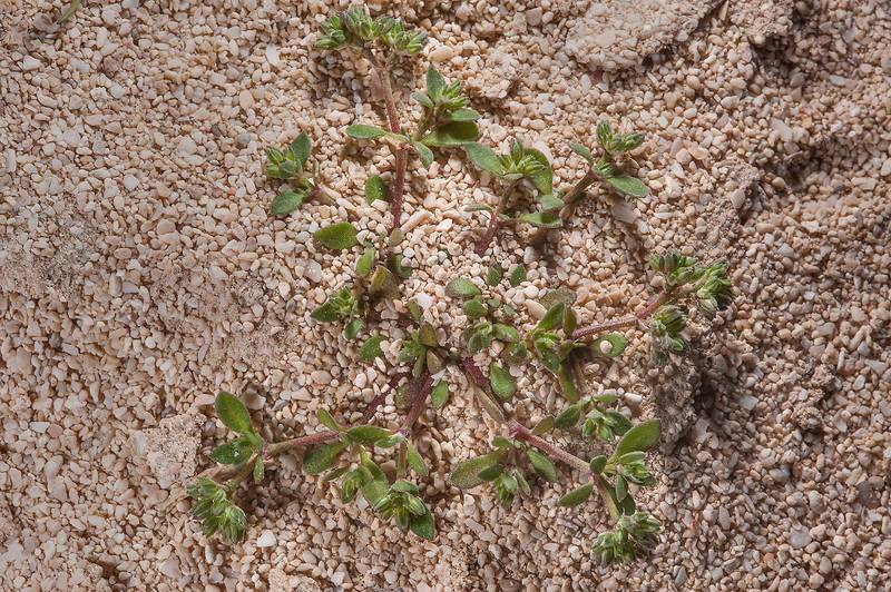 Small plant of Polycarpon succulentum on dunes south from Fuwairit. Northern Qatar, February 9, 2016