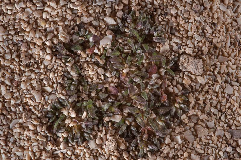 Flat plant of Polycarpon succulentum in sand south from Fuwairit. Northern Qatar, February 9, 2016