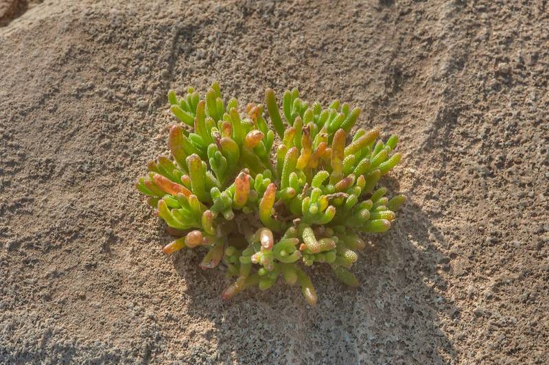 Young plant of Egyptian Fig-marigold (slenderleaf ice plant, Mesembryanthemum nodiflorum) grown on limestone on a rocky ridge of Jebel Fuwairit. Northern Qatar, March 12, 2016