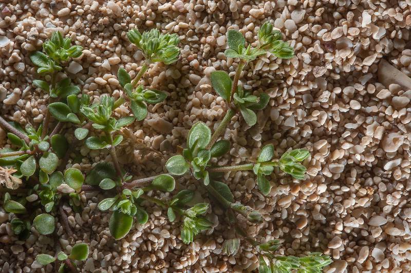 Shoot of Polycarpon succulentum on dunes south from Fuwairit. Northern Qatar, March 19, 2016