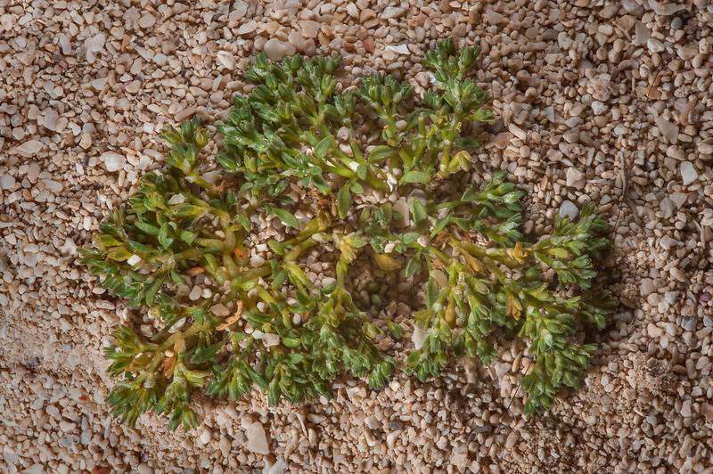 Flat plant of Polycarpon succulentum on dunes south from Fuwairit. Northern Qatar, March 19, 2016