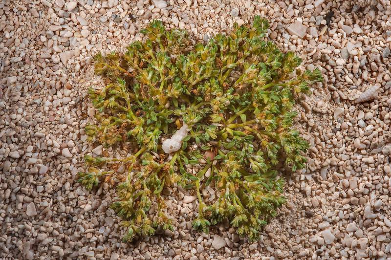Plant of Polycarpon succulentum on sand south from Fuwairit. Northern Qatar, March 19, 2016