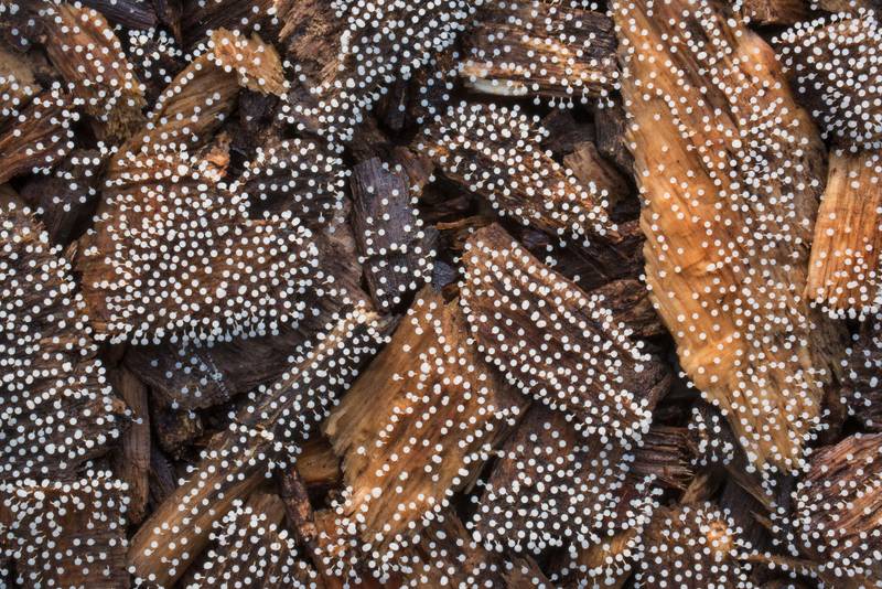 Close up of small white slime mold Physarum globuliferum on mulch of Post Oak Trail in Lick Creek Park. College Station, Texas, May 24, 2018