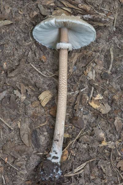Parasol mushroom (Macrolepiota procera) in Lick Creek Park. College Station, Texas, May 28, 2018
