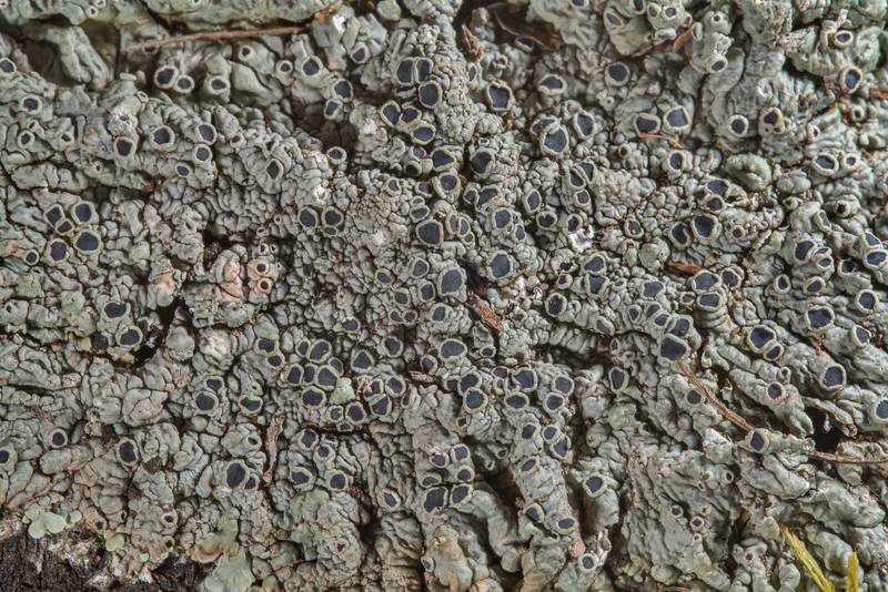 Medallion lichen (Dirinaria confusa) on one of trunks of a bush-like tree of huisache (Acacia minuata) in Washington-on-the-Brazos State Historic Site. Washington, Texas, December 29, 2018
