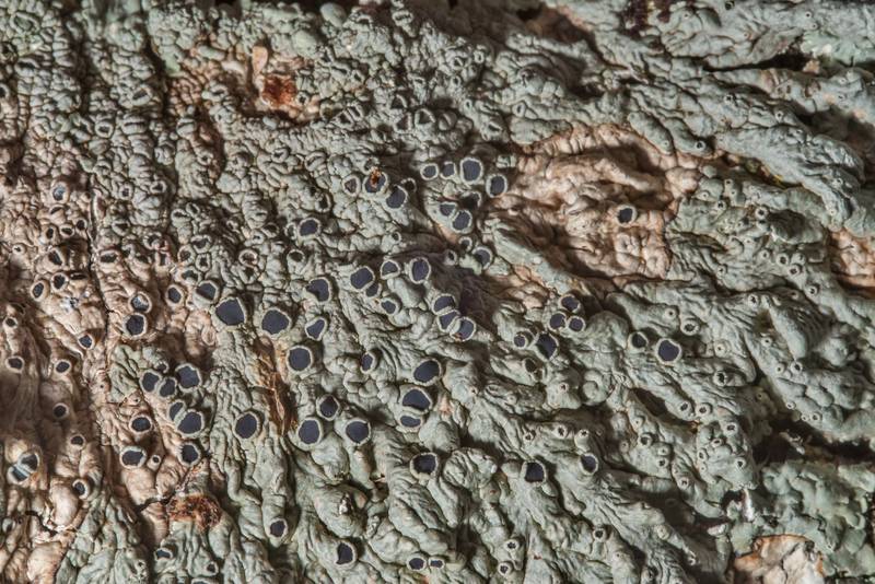 Medallion lichen (<B>Dirinaria confusa</B>) on a dry(?) trunk of a bush-like tree of huisache (Acacia minuata) in Washington-on-the-Brazos State Historic Site. Washington, Texas, <A HREF="../date-en/2018-12-29.htm">December 29, 2018</A>