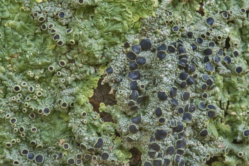 Medallion lichen (Dirinaria confusa) on a tree in Odd Fellow Cemetery. Anderson, Texas, December 31, 2018