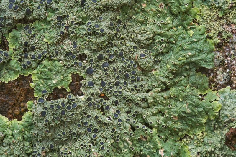 Medallion lichen (Dirinaria confusa) near the base of a hackberry(?) tree in Odd Fellow Cemetery. Anderson, Texas, December 31, 2018