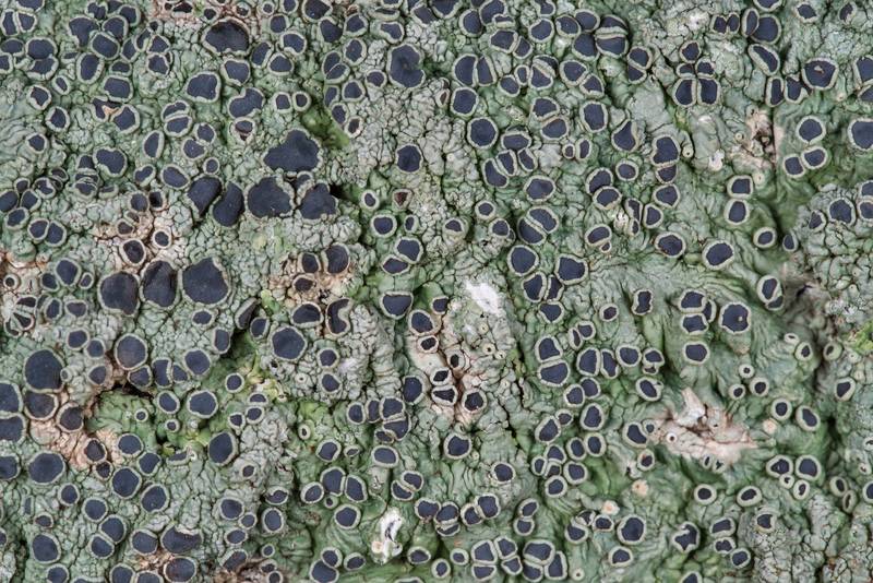 Medallion lichen (Dirinaria confusa) on hackberry in Washington-on-the-Brazos State Historic Site. Washington, Texas, January 23, 2019