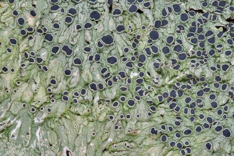 Close up of medallion lichen (Dirinaria confusa) on hackberry in Washington-on-the-Brazos State Historic Site. Washington, Texas, January 23, 2019